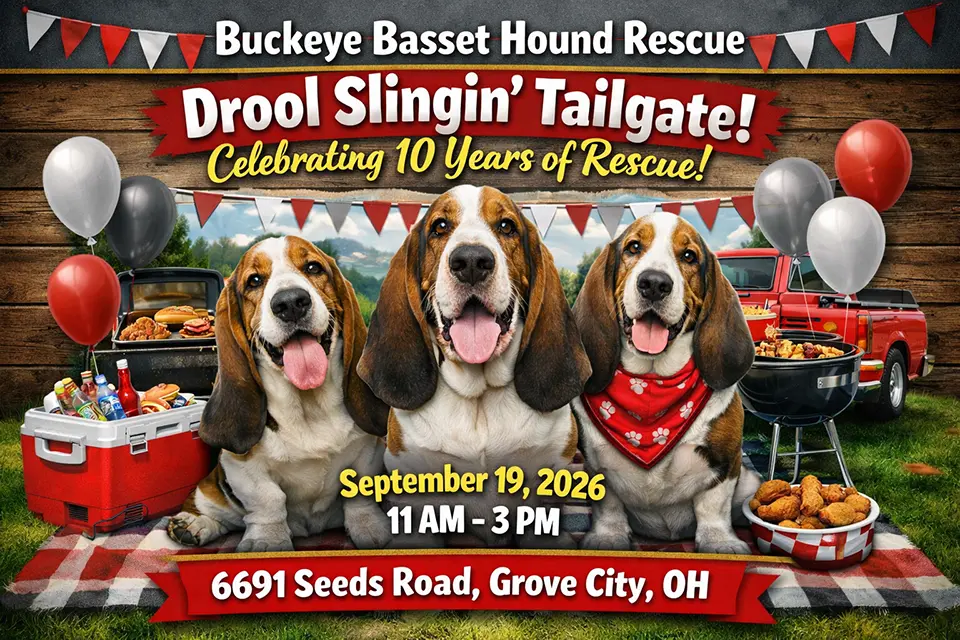 Drool Slingin' Tailgate celebration with Basset Hounds