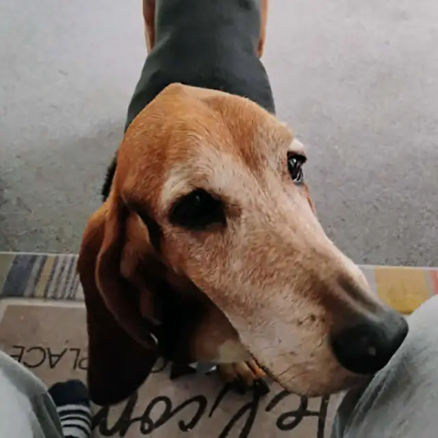Brutus Brutus