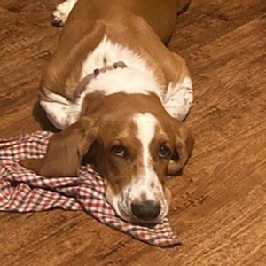 Otis