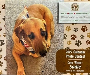 2027 RESCUE - LOVE - SECOND CHANCES CALENDAR